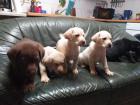 Labrador Welpen