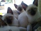 4 süße Siamkitten alter Typ in liebevolle Hände abzugeben.
