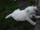 West Highland Terrier 8 Wochen 1 AA geimpft gechipt usw. mit Stammbaum 390 - Eur