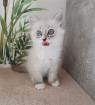 Neva masquarade Sibirische Waldkatze kitten