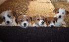 Parson Jack Russell Terrier Welpen
