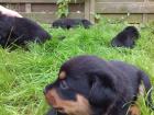 Bilderbuch Rottweiler Welpen