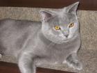 BKH - Katze zu verkaufen