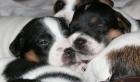Parson Jack Russell Welpen aus guter Welpenabstammung