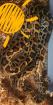 Tigerpython zirka 8 Monate sehr lieb