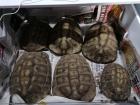 Landschildkröten abzugeben
