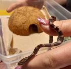 Kornnattern Babys abzugeben