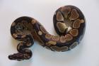 Königspython / Python Regius / 66 het. Piebald / DNZ 2021 / 2x 0. 1