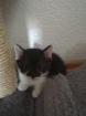 Katzenkinder suchen ein neues Zuhause