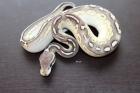 Python regius Diamond Opal Lesser Pewter Fire und vieles mehr