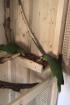 Blaukappenamozen Amazona Finschi abzugeben