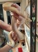 Python Regius Verkauf oder Tausch