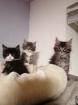 Maine coon kitten