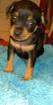 Zwergpinscher Prager Rattler