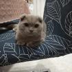 Kater Faltohr scottish fold