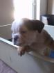 Old Englishbulldogen Frei atmend
