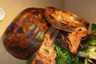 0 1 Boa c. imperator HONDURAS Kaiserboa NZ 2022