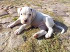 Boxerbulldogmischlinge