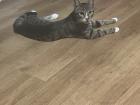 Kater 11 Monate sehr verschmusst