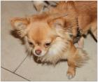 Hochtypvoller Chihuahua DECKRÜDE KEIN VERKAUF 1 6 kg