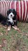 Berner Sennenhund