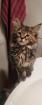 2 Main Coon Kitten abzugeben