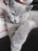 BKH KITTE Britisch Kurzhaar KATZENBABY