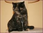 BKH Girl black-tortie