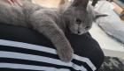 BKH Kitten geimpft entwurmt und Stammbaum