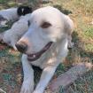 Max sucht ein Zuhause