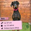 Ibra w Bobermann 1 5 Jahre 57 cm Slowakei