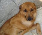 Elvira - sucht ein Zuhause in Geborgenheit
