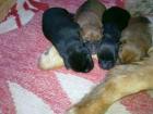 Verkaufe 3 Hunde