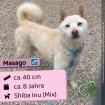 Masago m 8 Jahre 40cm Slowakei NB