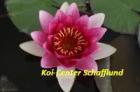 Wasserpflanzen für Ihren Koi-Teich Gartenteich Biotop-Teich vom Koi-Center Sch