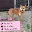 Nozomi w Shiba Inu Mix 4 Jahre 35 cm Slowakei