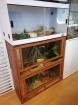 Terrarien Königspython Wir brauchen Dringend ein neues Zuhause
