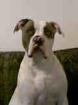 Deckrüde American bulldog