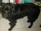 Vincent - Als Wachhund versagte er weil er mit den Menschen immer nur schmuse