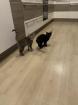 Kater brüder abzugeben je 50Euro