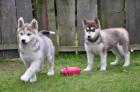 O. S. H. B. G Outstanding Siberian Husky