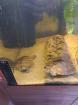 2 Mississippi höckerschildkröte Zubehör