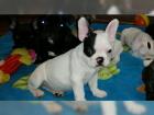 Wunderschöne Französische Bulldogge Welpen mit papieren