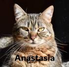Anastasia süsse Katzendame