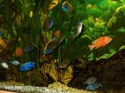 Aquarienpflanzen