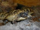 Griechische Landschildkröten