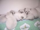 Scottish-Straight Scottish-Fold Rassekatzenbabys zu verkaufen