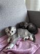 BKH mix Kitten 2 Monaten alt