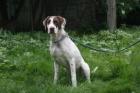 Pointer sucht liebevolles Zuhause