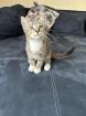 Katze baby